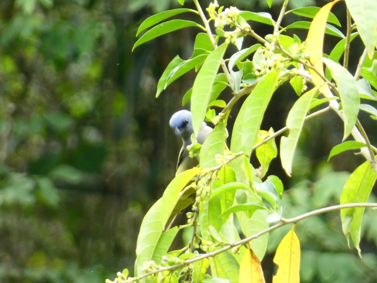 Yellow-winged Tanager - ML636820833