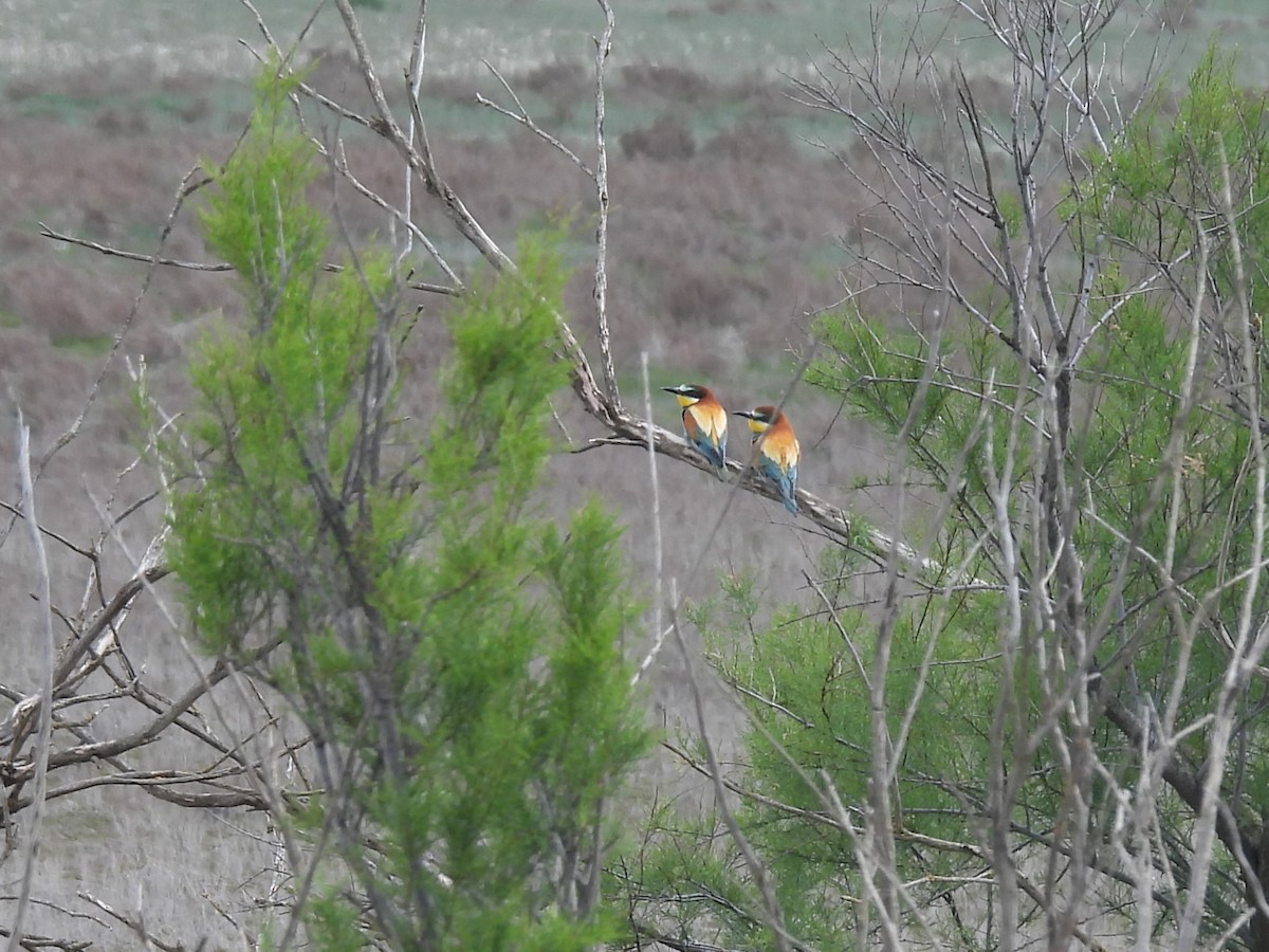 European Bee-eater - ML636820838