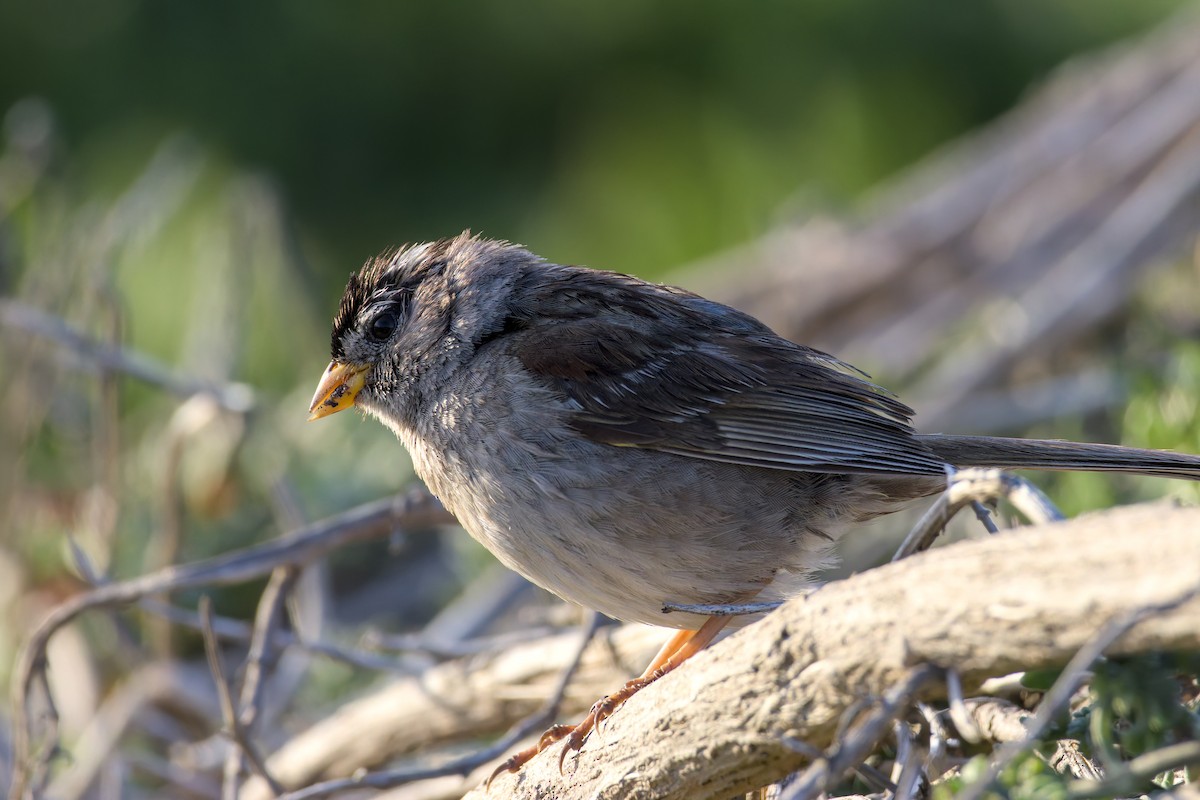 White-crowned Sparrow - ML636820865
