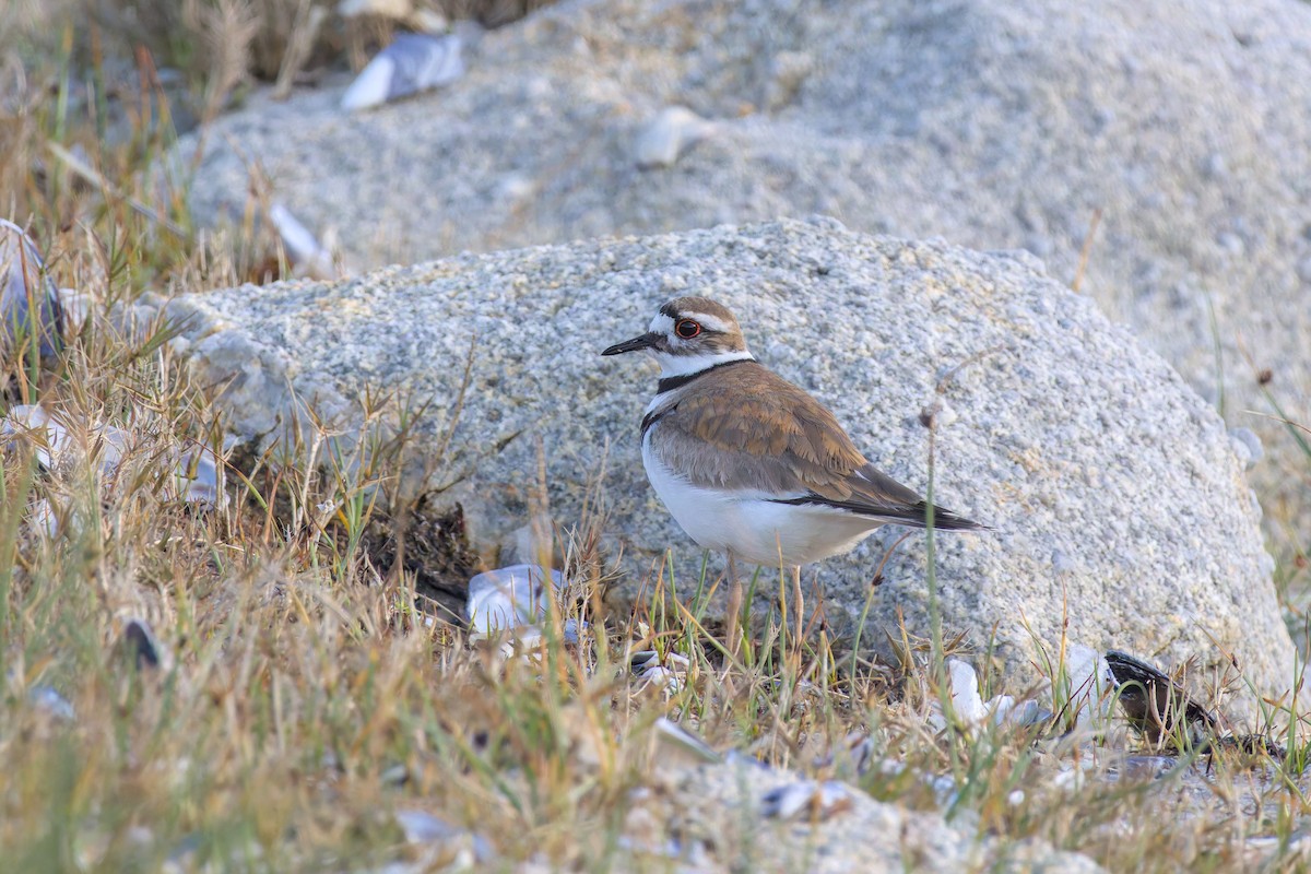 Killdeer - ML636820866