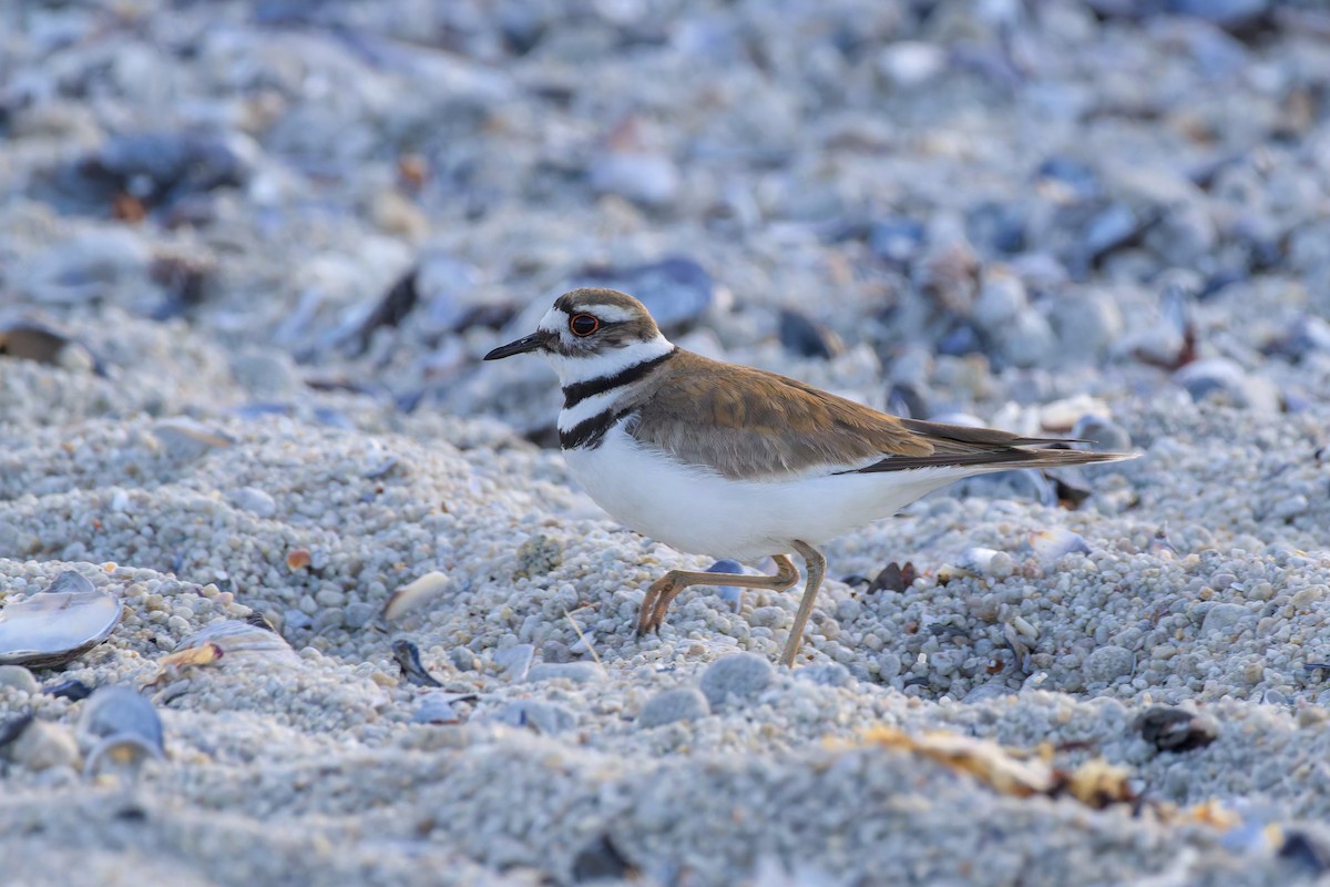 Killdeer - ML636820871
