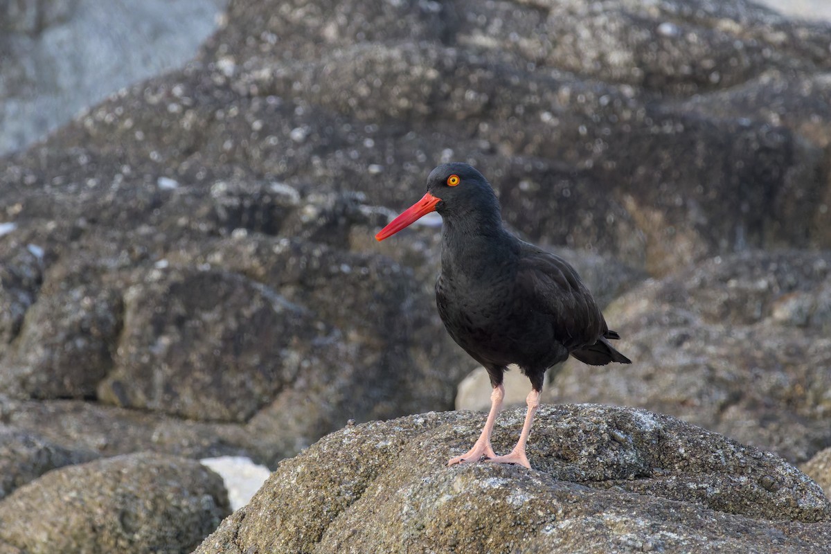 Black Oystercatcher - ML636820880