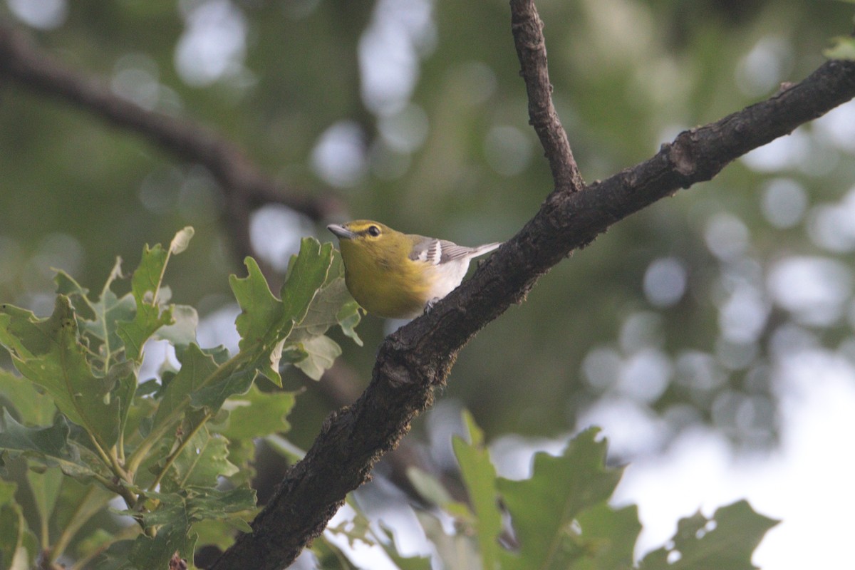 Yellow-throated Vireo - ML636820882