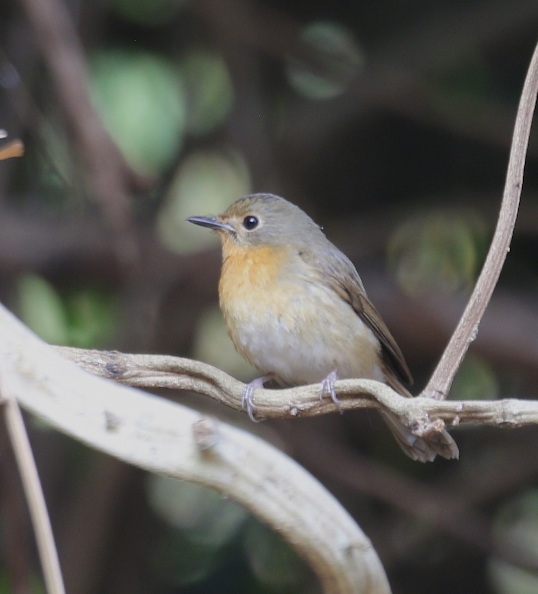 Hill Blue Flycatcher - ML636820888