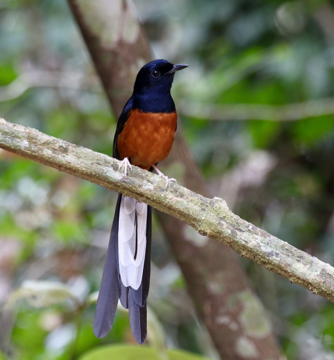 White-rumped Shama (White-rumped) - ML636820914