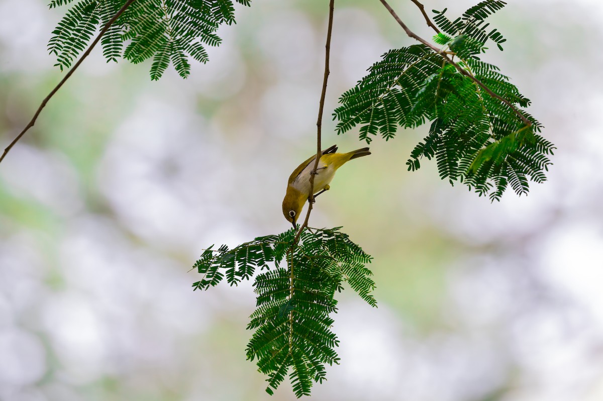 Indian White-eye - ML636820915