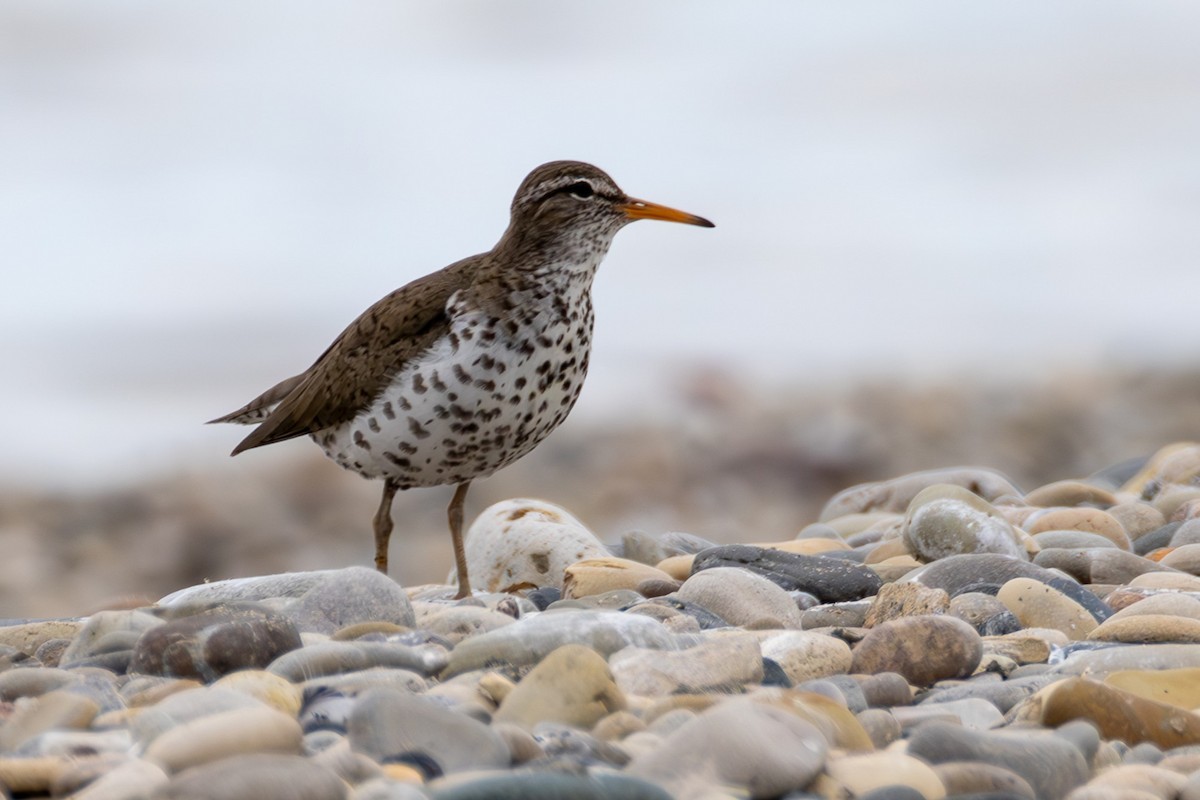 Spotted Sandpiper - ML636820937