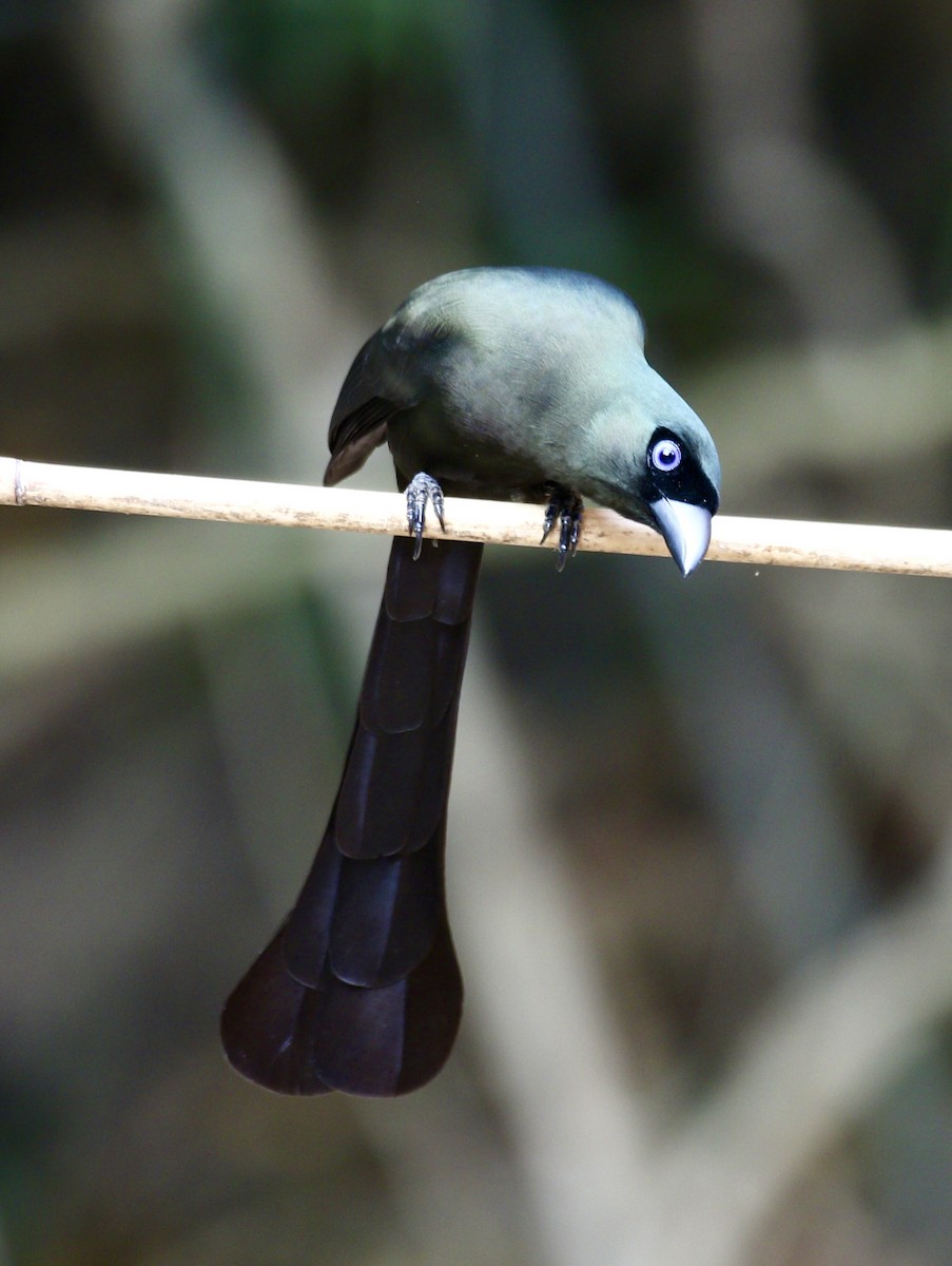 Racket-tailed Treepie - ML636820975