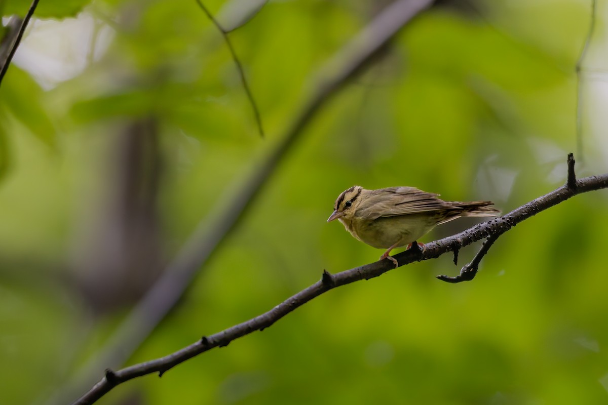 Worm-eating Warbler - ML636820978
