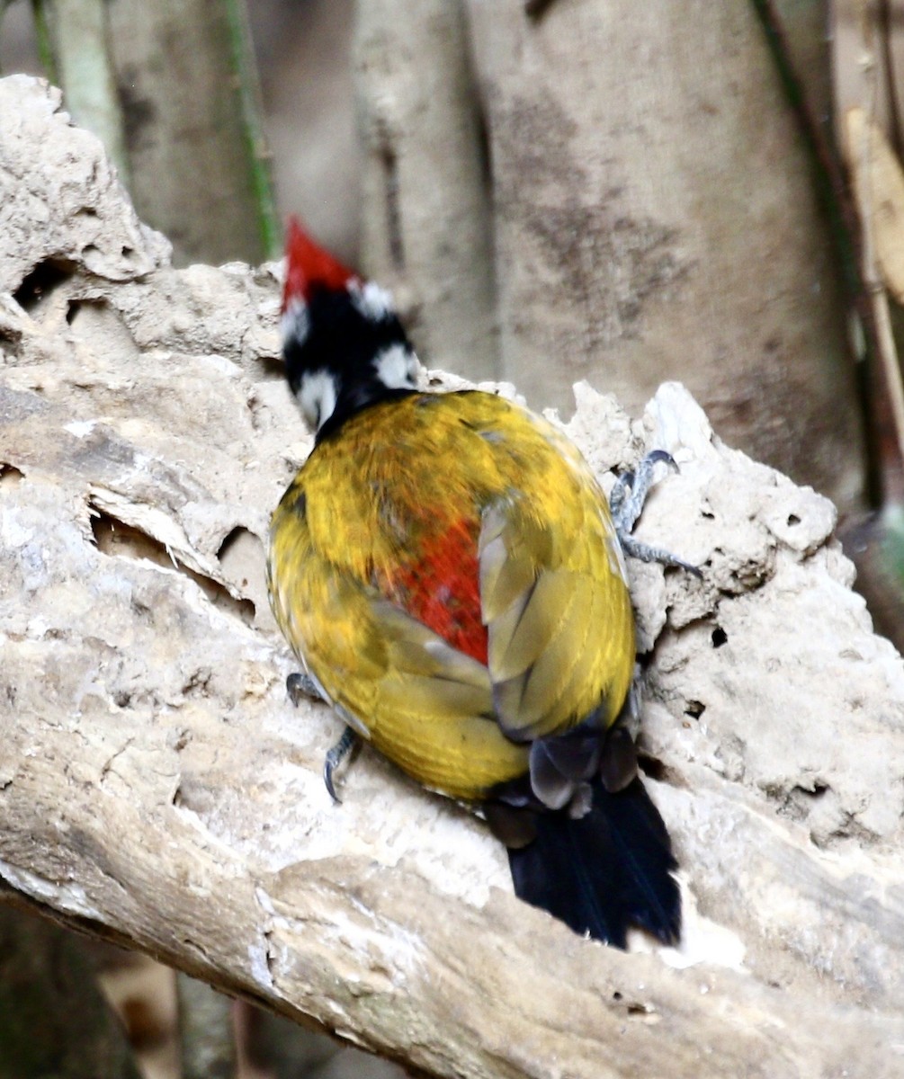 Common Flameback - ML636821032