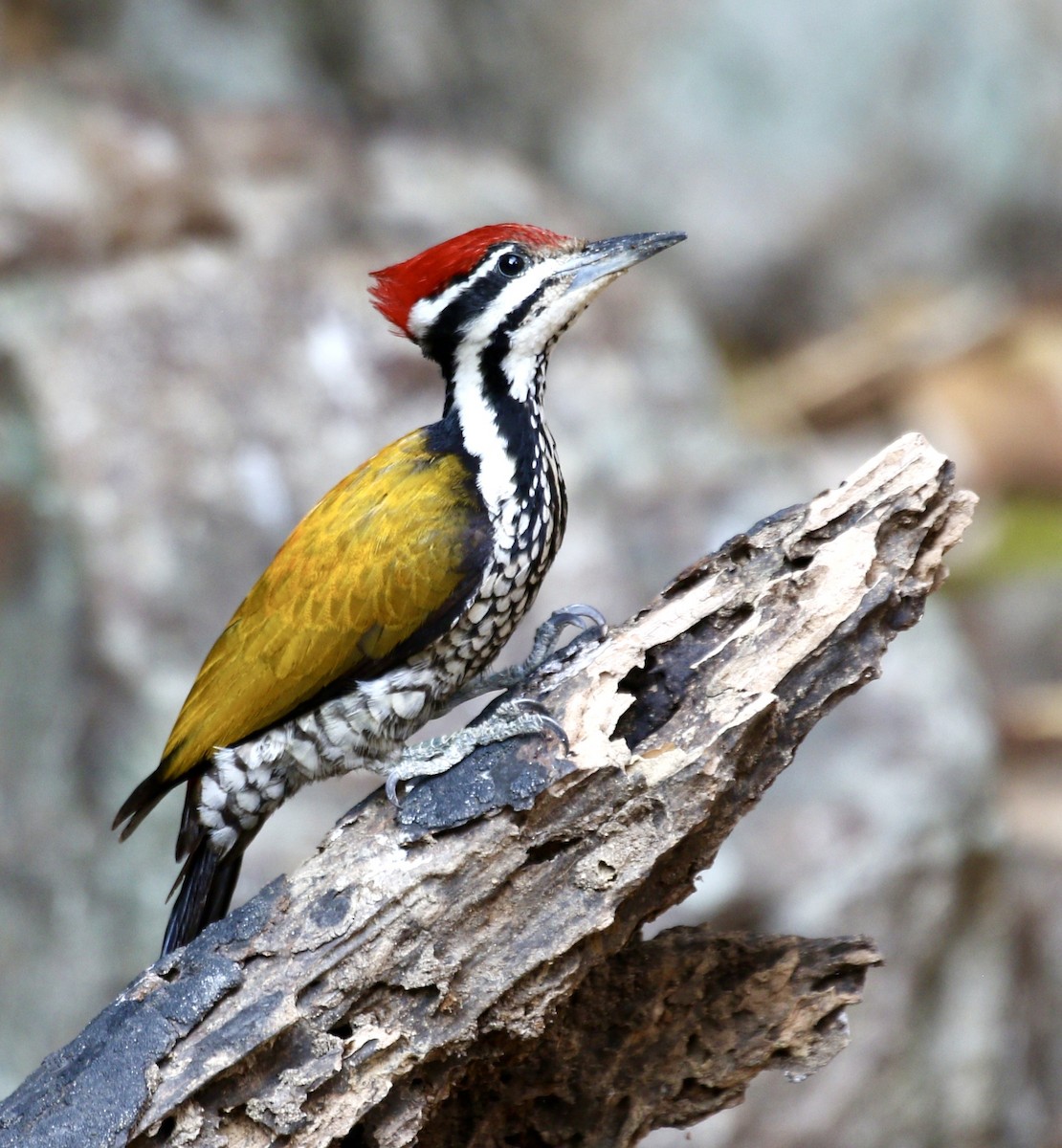 Common Flameback - ML636821033
