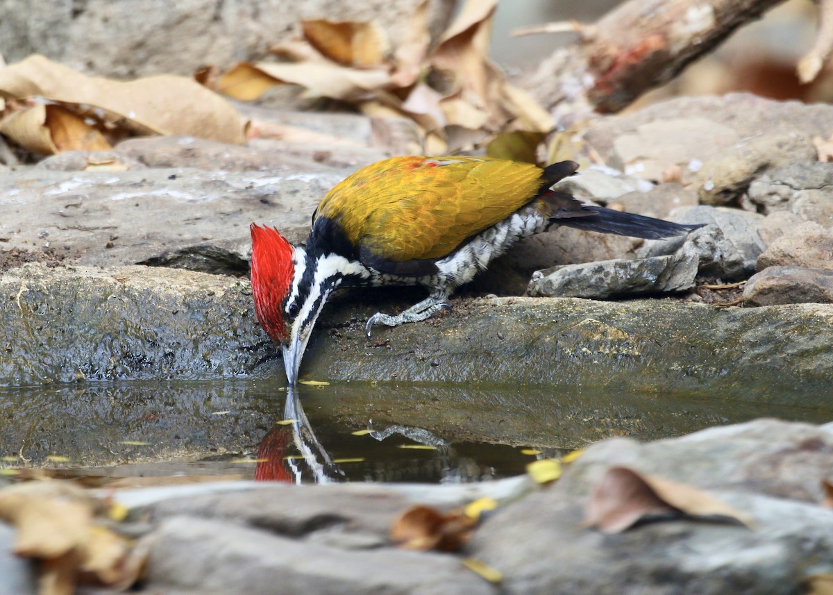 Common Flameback - ML636821034
