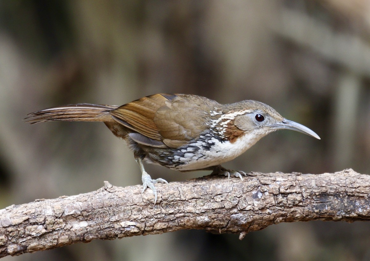 Large Scimitar-Babbler - ML636821068