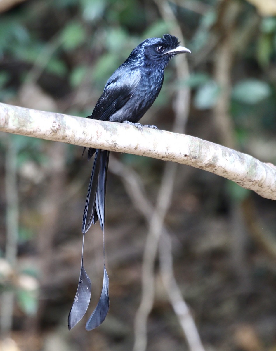 Greater Racket-tailed Drongo - ML636821097