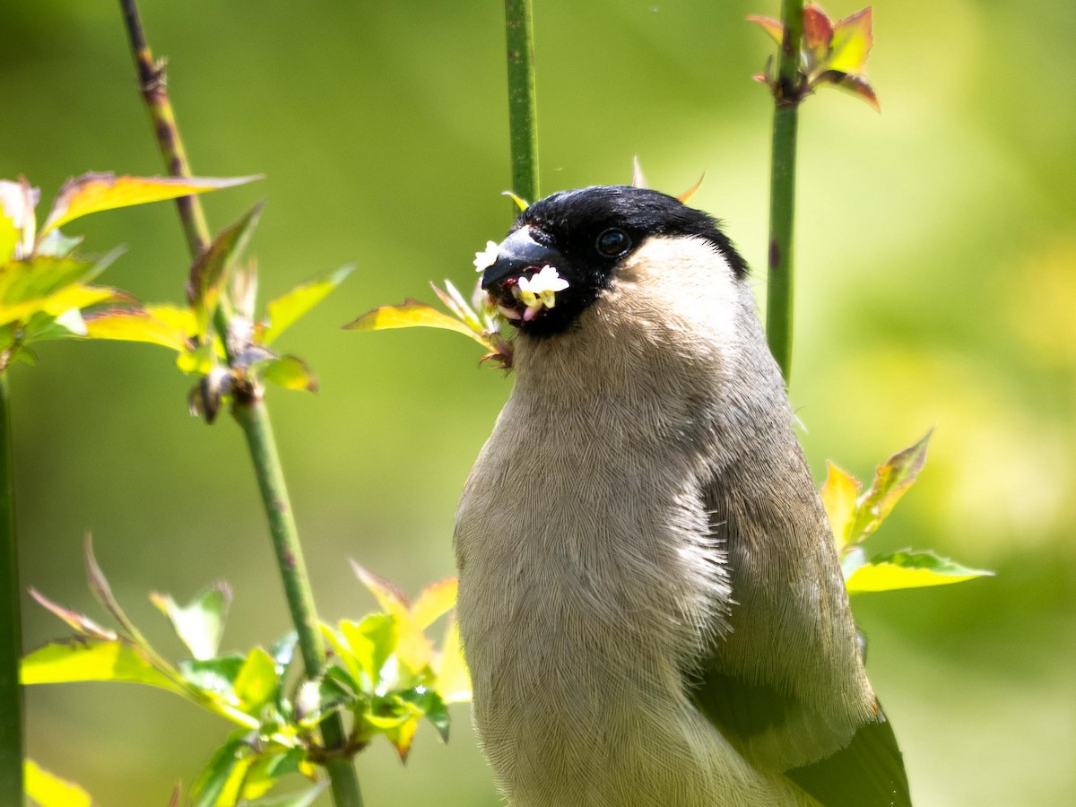 Azores Bullfinch - ML636821161