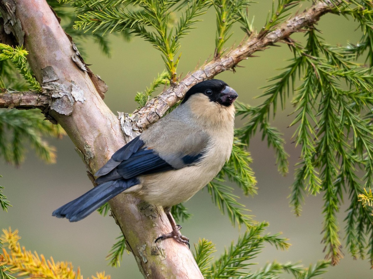 Azores Bullfinch - ML636821162