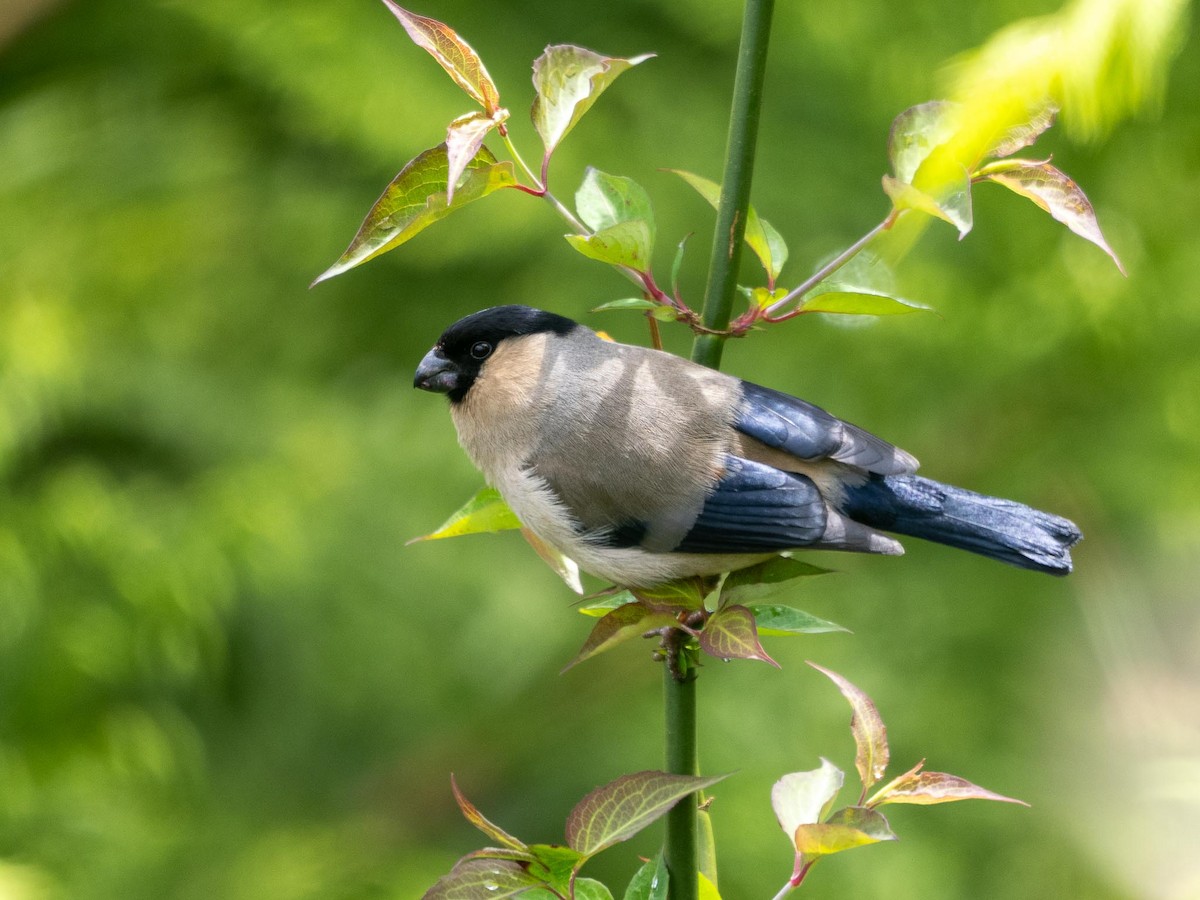 Azores Bullfinch - ML636821163