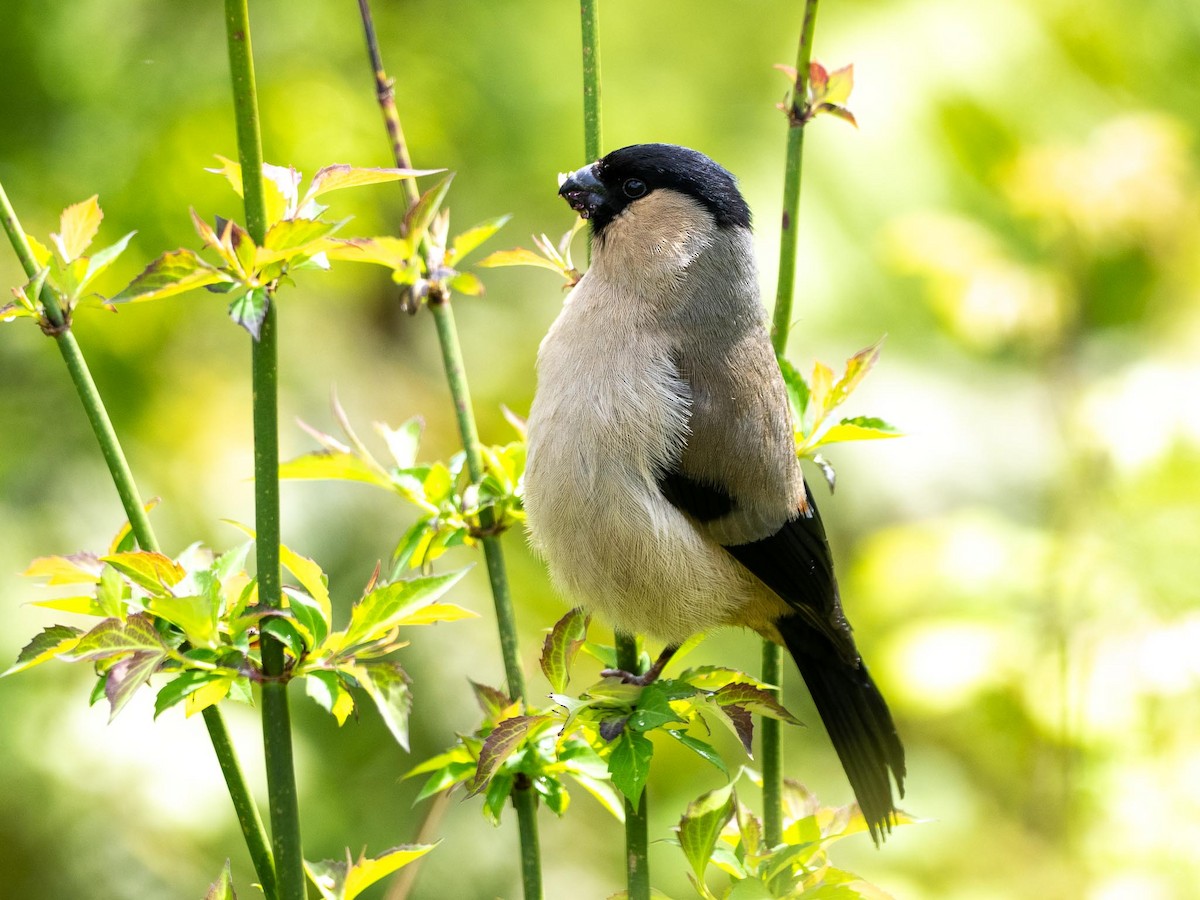 Azores Bullfinch - ML636821164