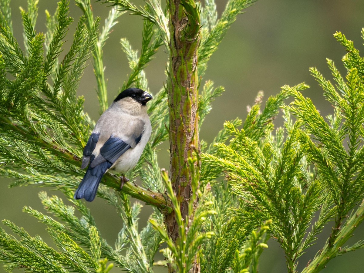 Azores Bullfinch - ML636821166