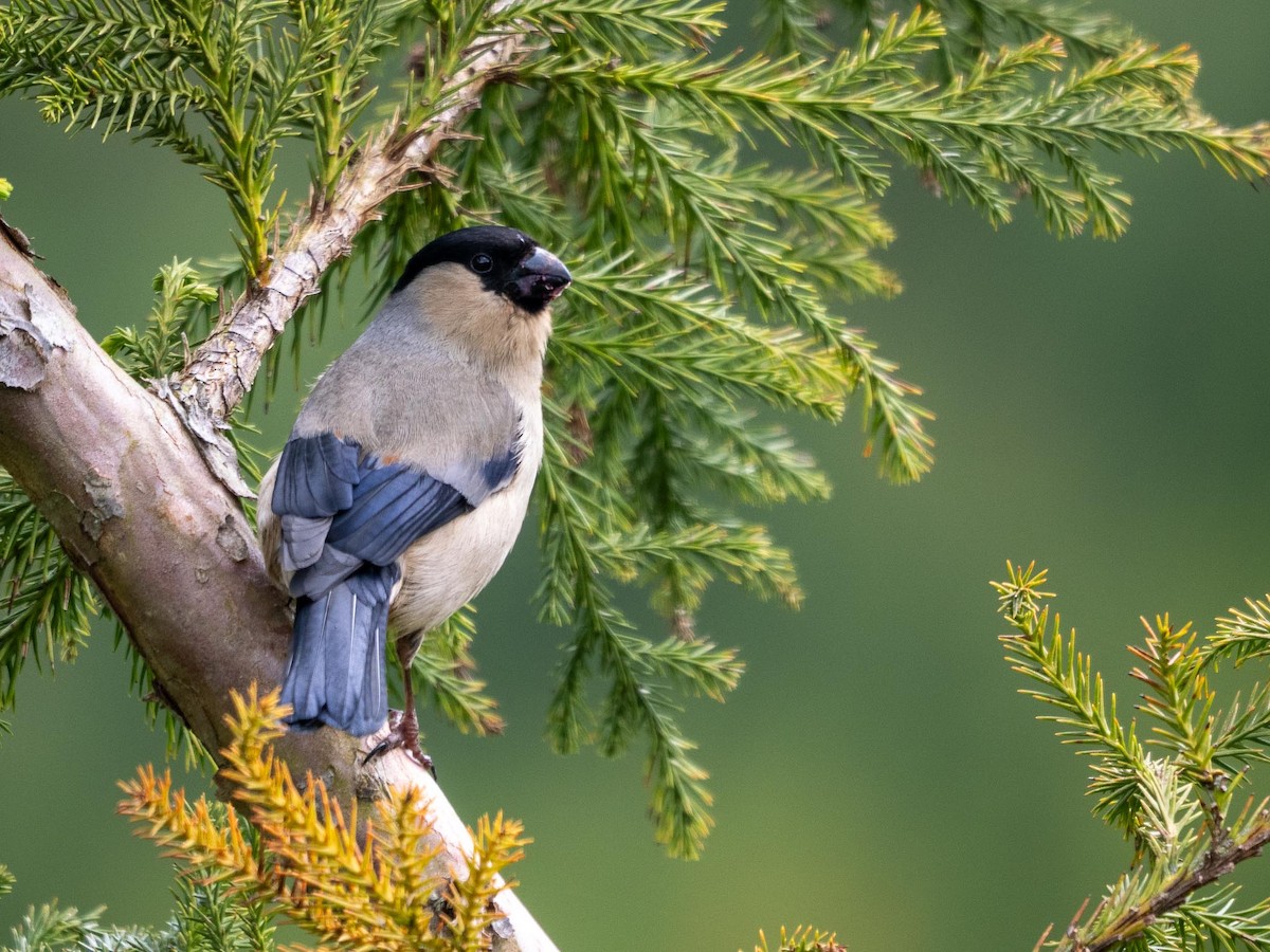 Azores Bullfinch - ML636821167