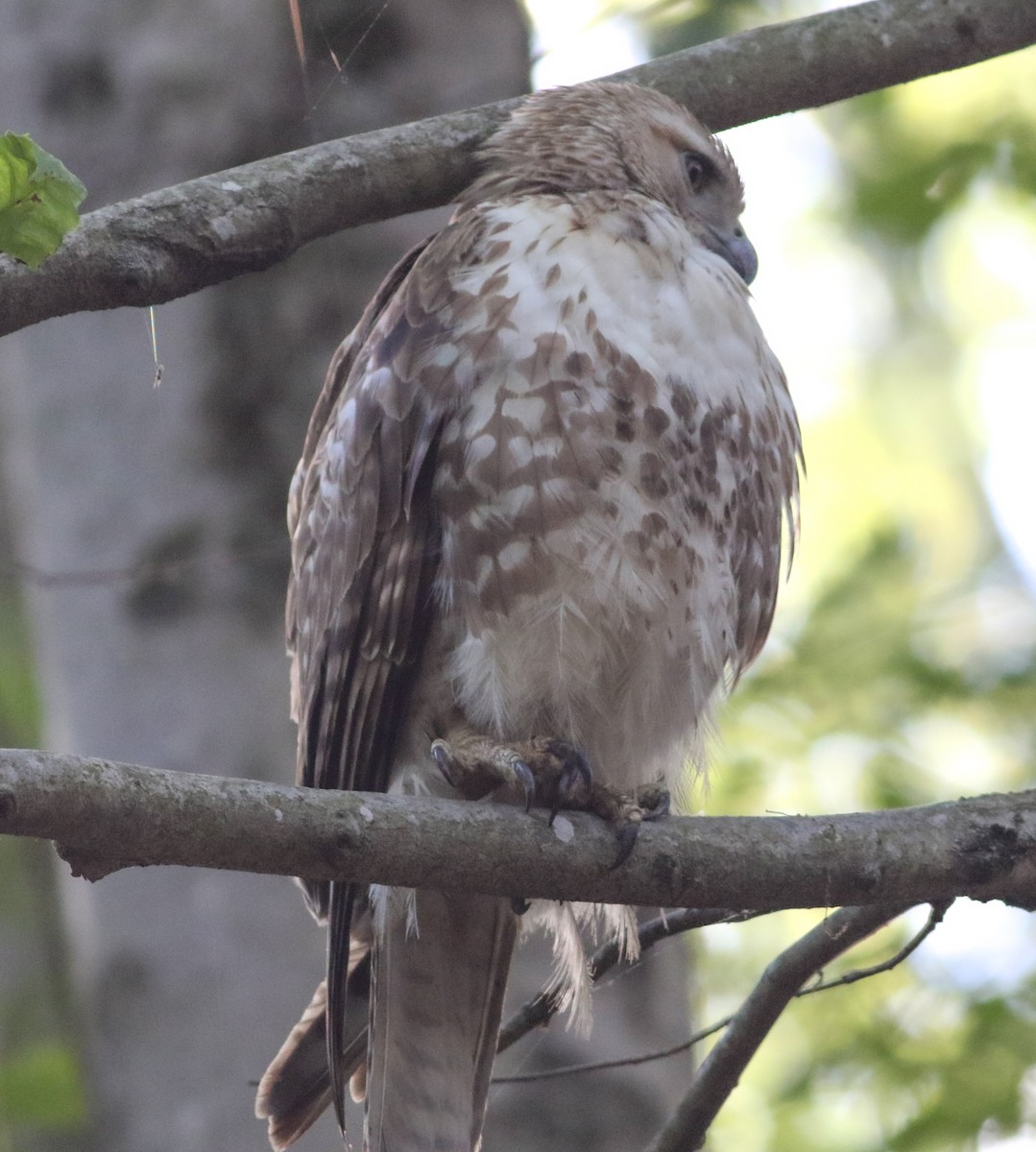 Red-tailed Hawk (borealis) - ML636821185