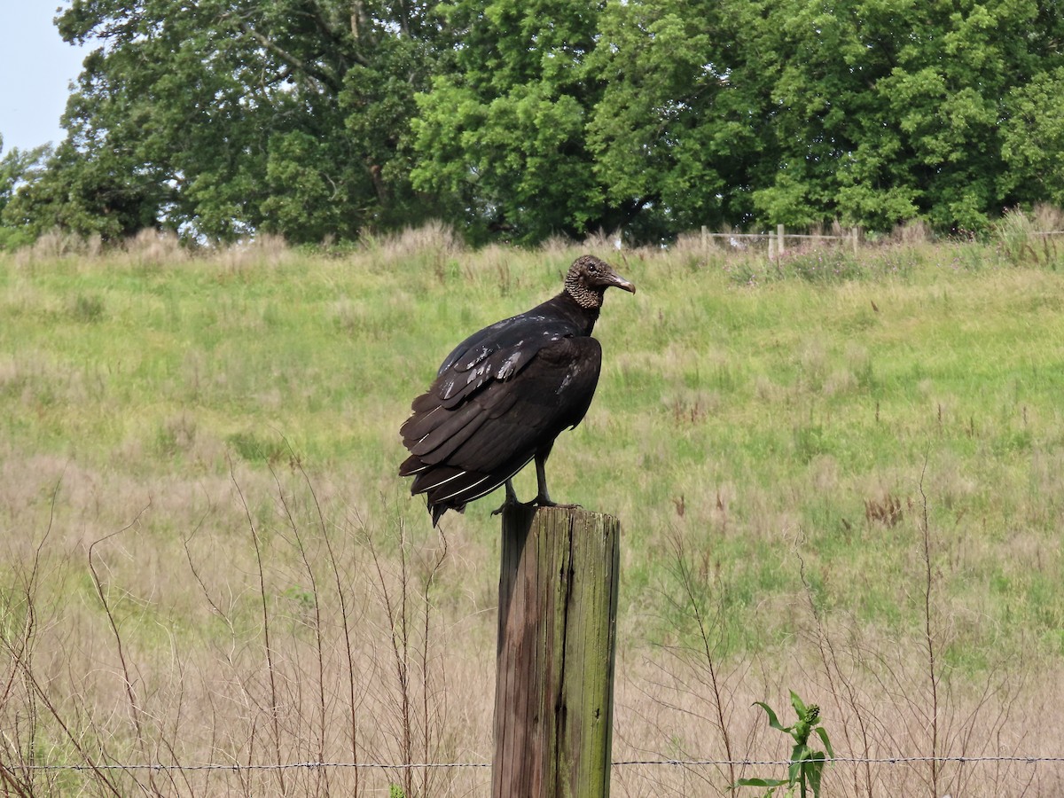 Black Vulture - ML636821200