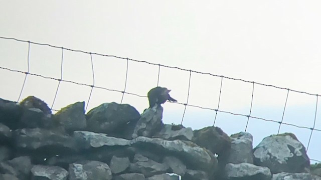 クビワツグミ（torquatus） - ML636821206