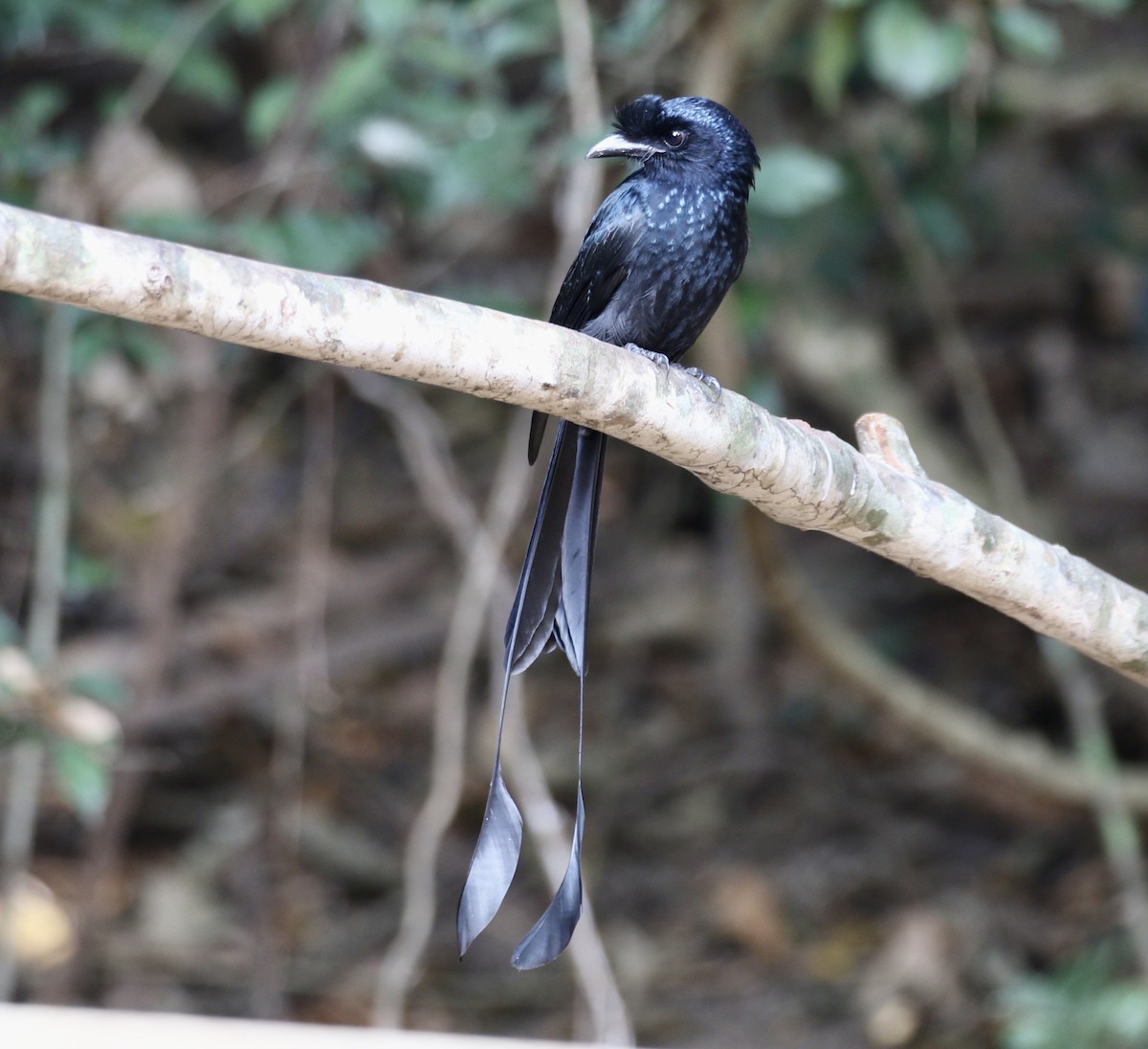 Greater Racket-tailed Drongo - ML636821235