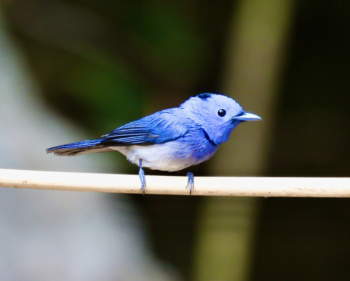 Black-naped Monarch - ML636821266