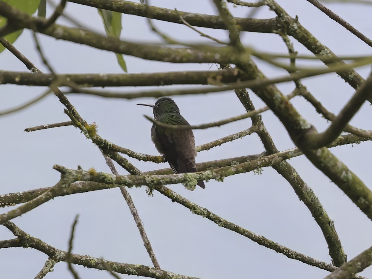 Green-bellied Hummingbird - ML636821279