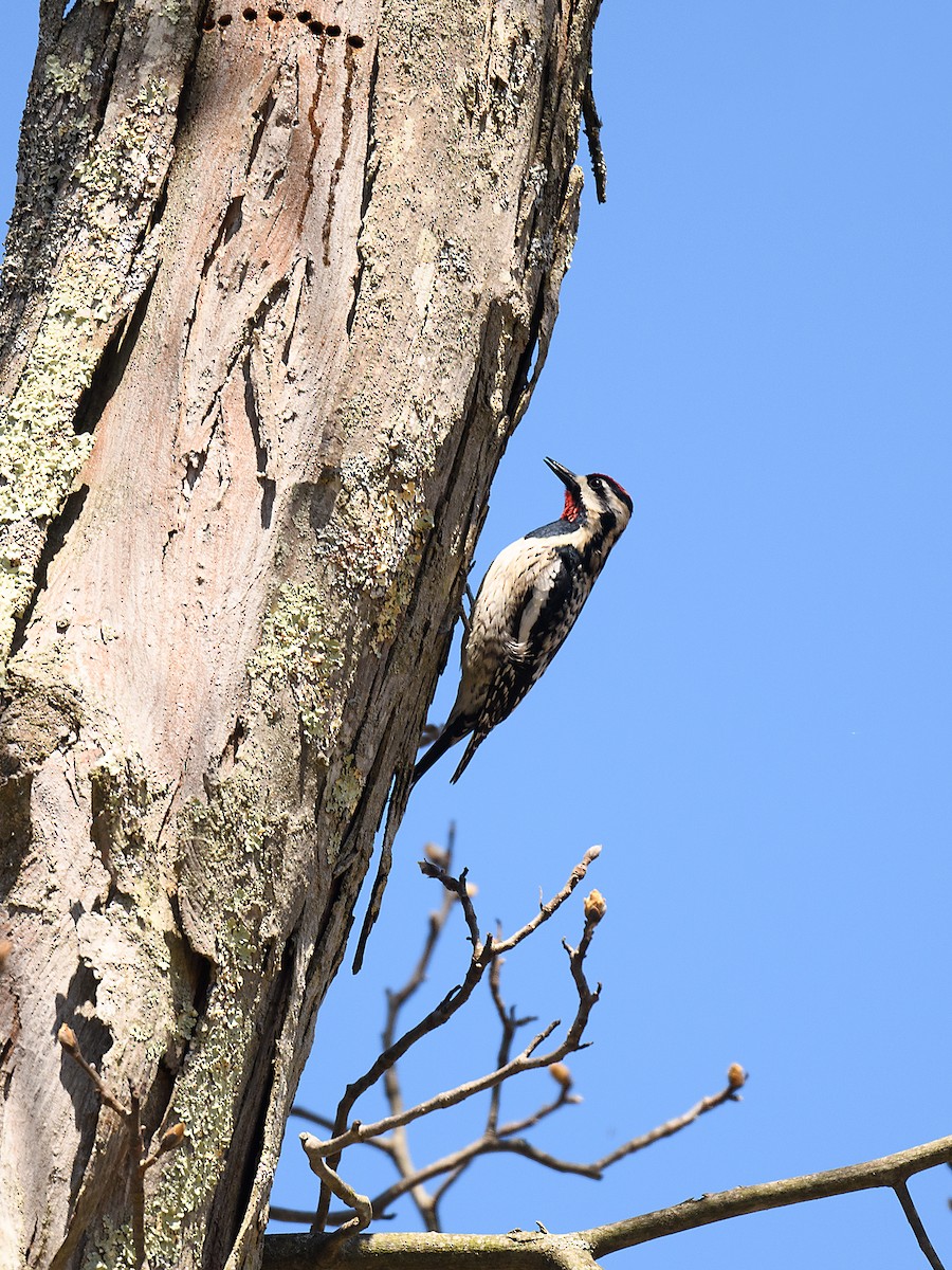 Yellow-bellied Sapsucker - ML636821346