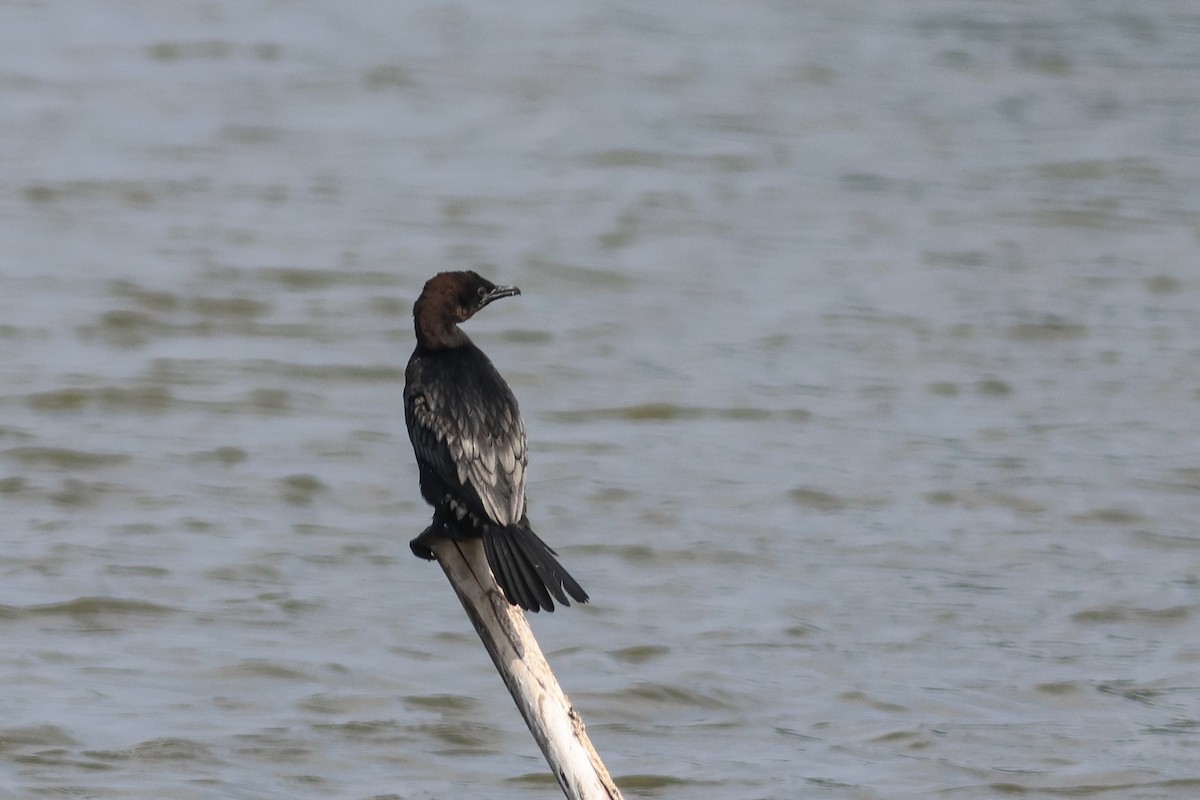 Pygmy Cormorant - ML636821366