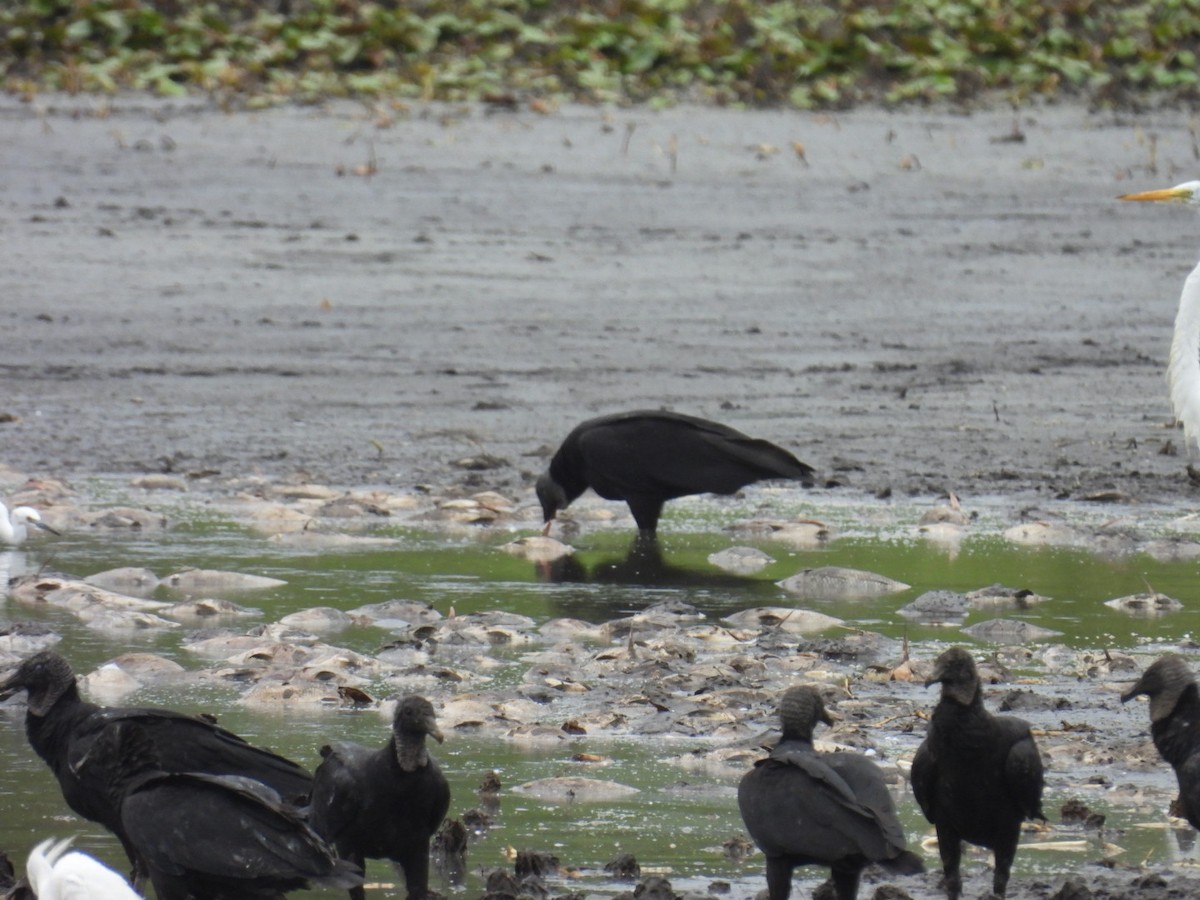 Black Vulture - ML636821407