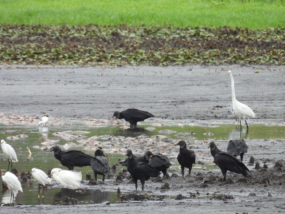 Black Vulture - ML636821408