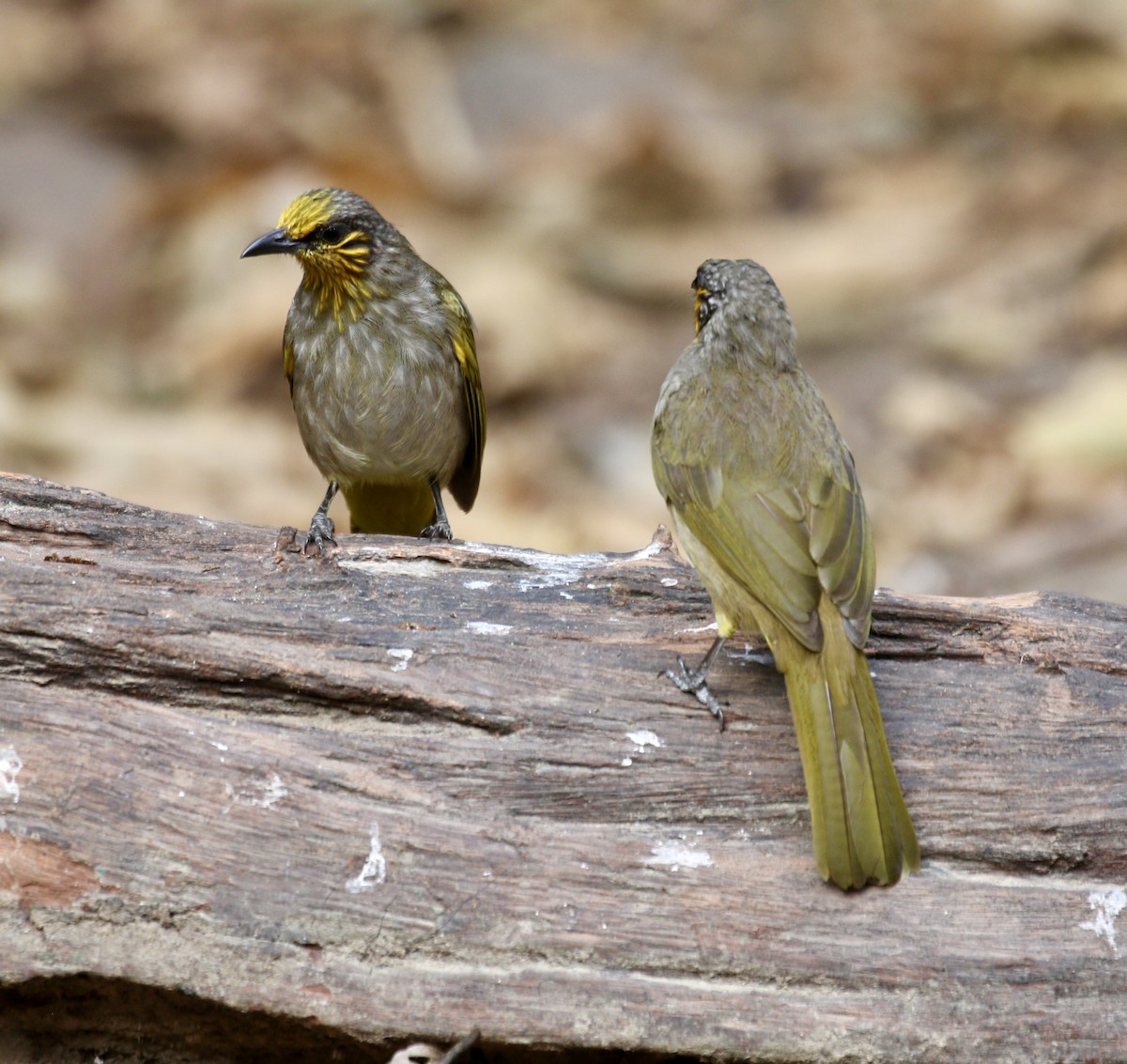 Stripe-throated Bulbul - ML636821436