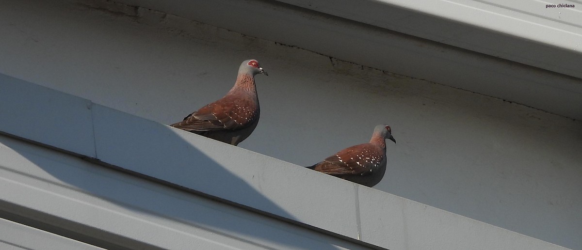 Speckled Pigeon - ML636821446