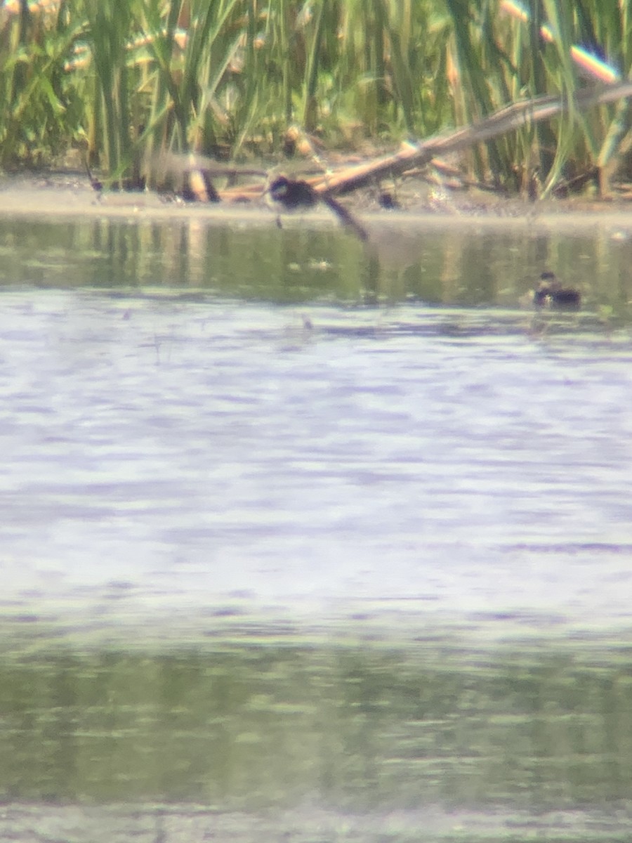 Red-necked Phalarope - ML636821453