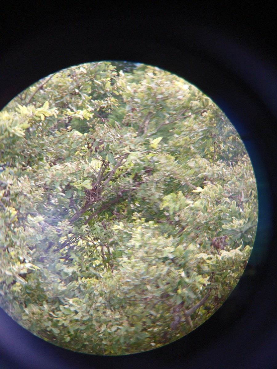 Rufous Treepie - ML636821480