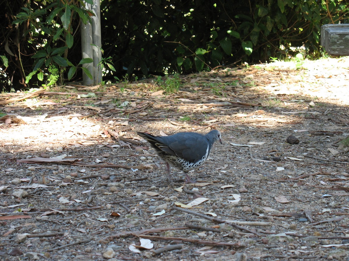 Wonga Pigeon - ML636821487