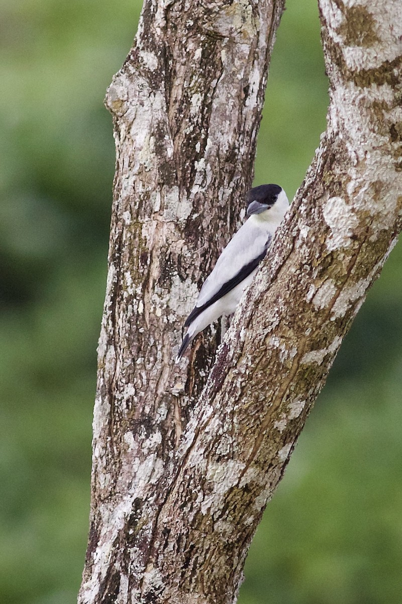 svartkronetityra - ML636821584