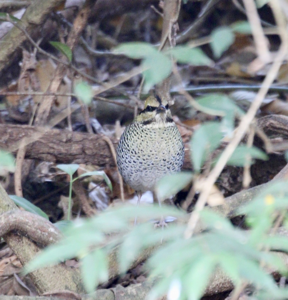 Blue Pitta - ML636821605