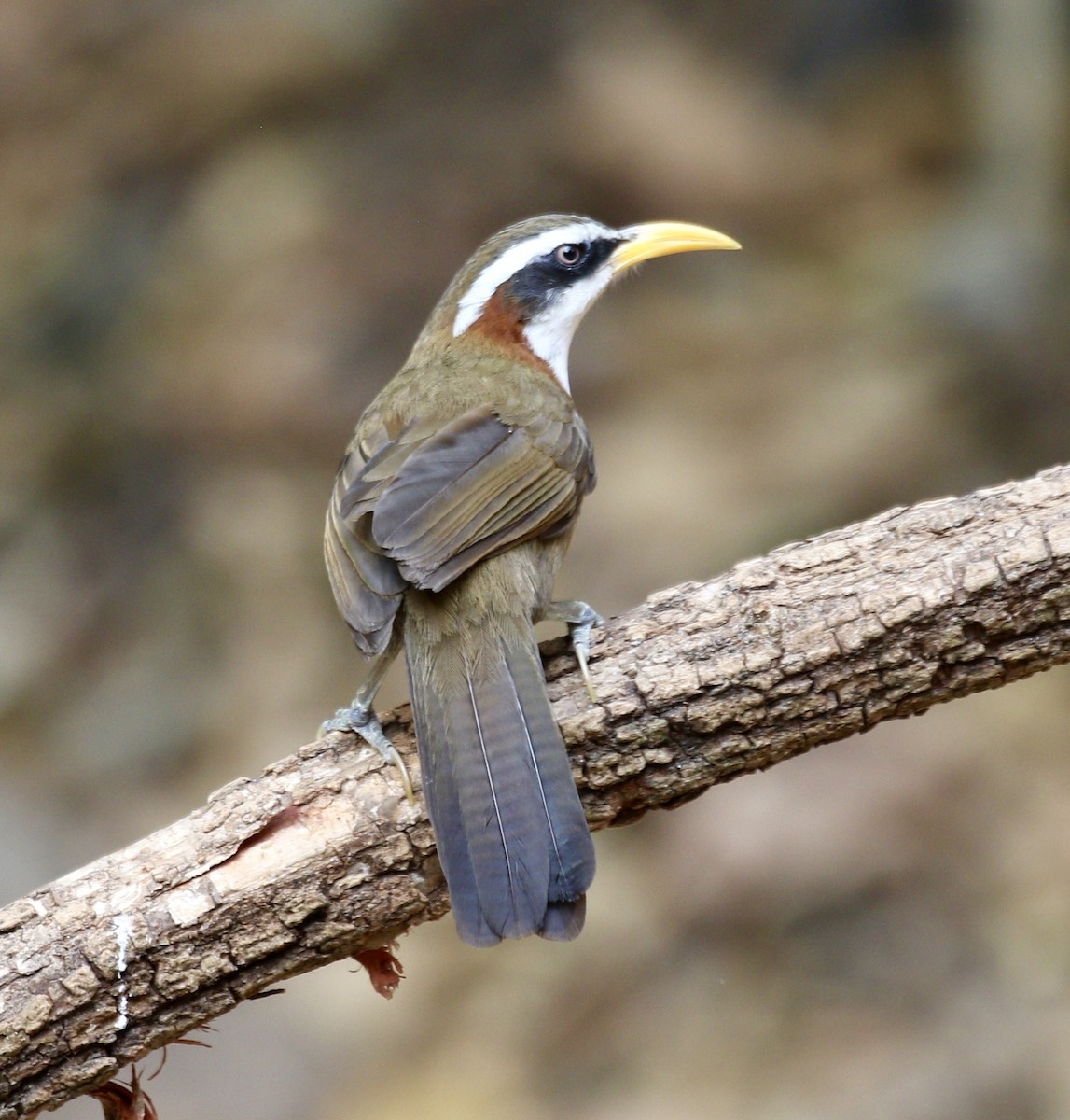 White-browed Scimitar-Babbler - ML636821641