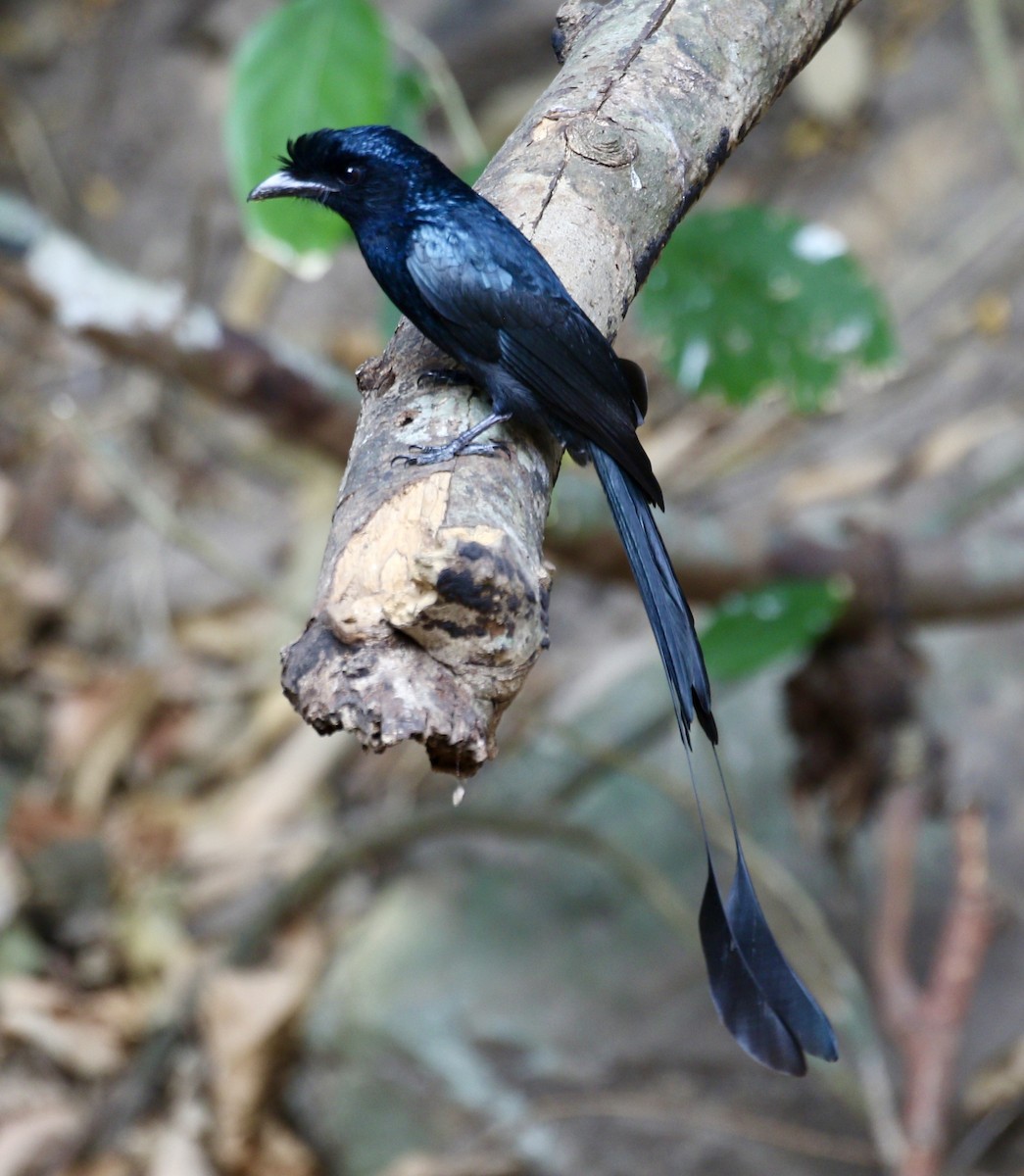 Greater Racket-tailed Drongo - ML636821738