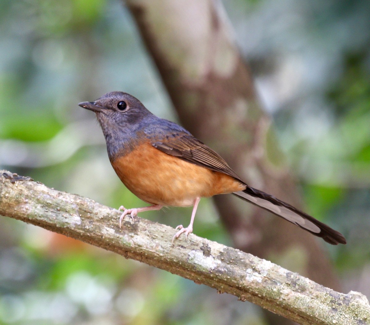 White-rumped Shama (White-rumped) - ML636821758