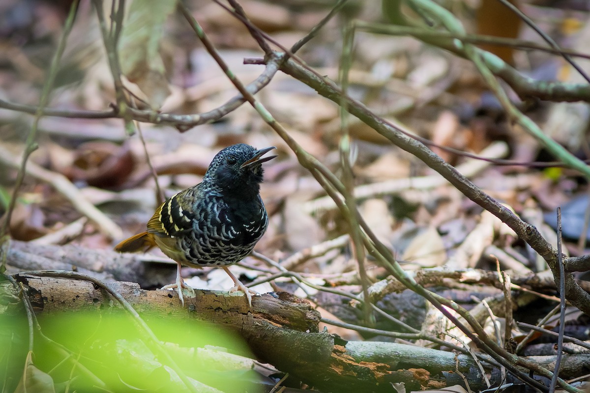 Scalloped Antbird - ML636821762