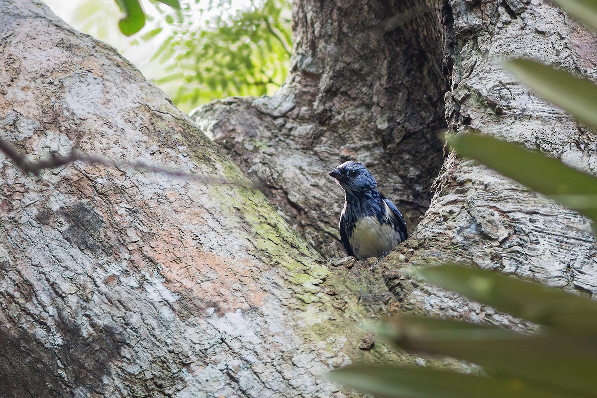 White-bellied Tanager - ML636821764