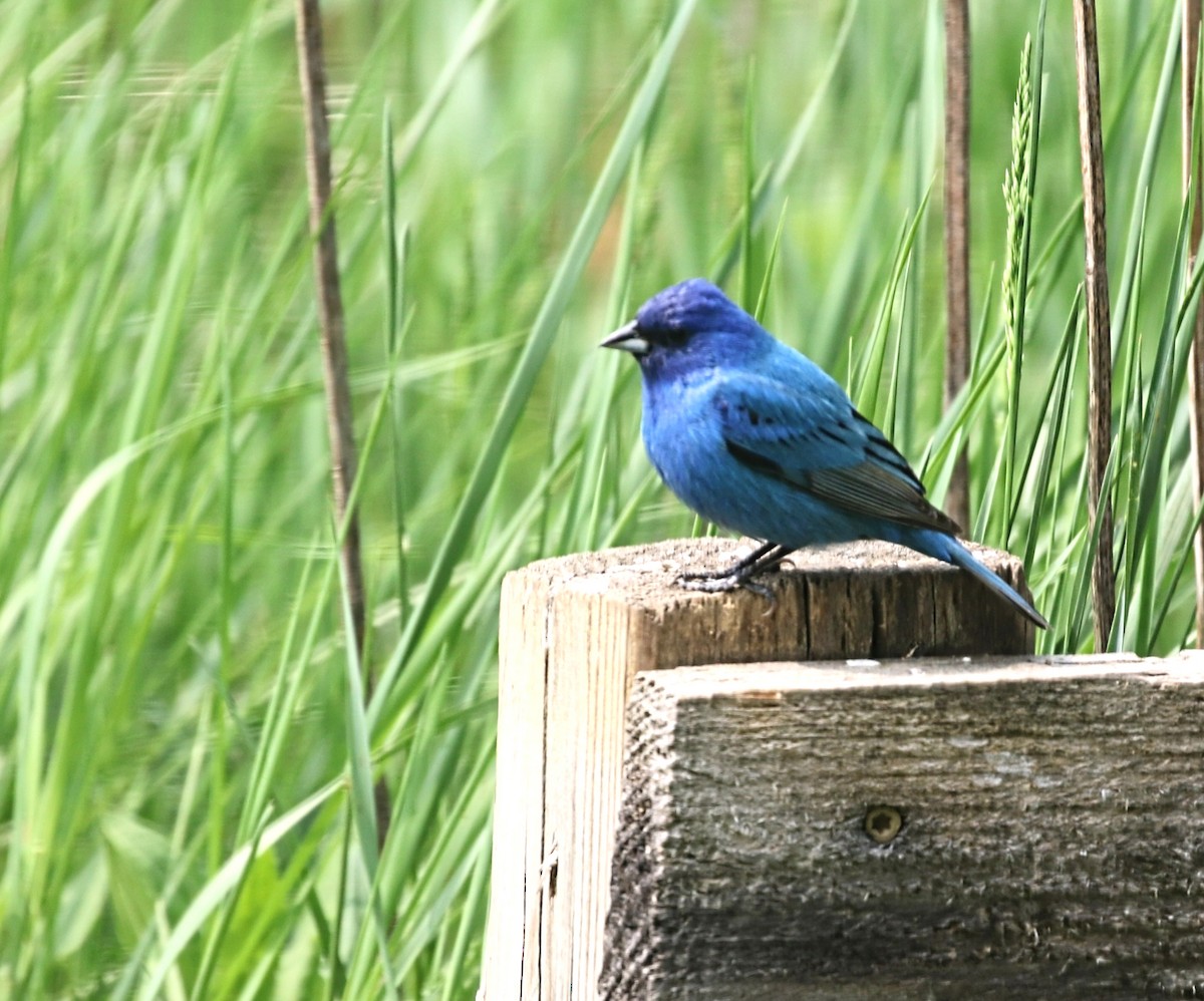 ルリノジコ - ML636821775