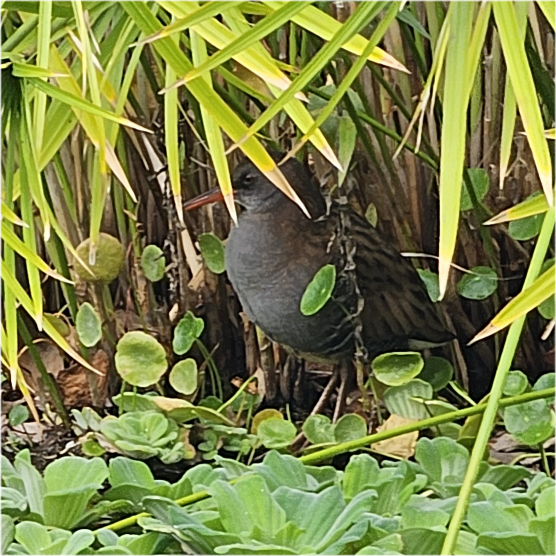 Water Rail - ML636821784