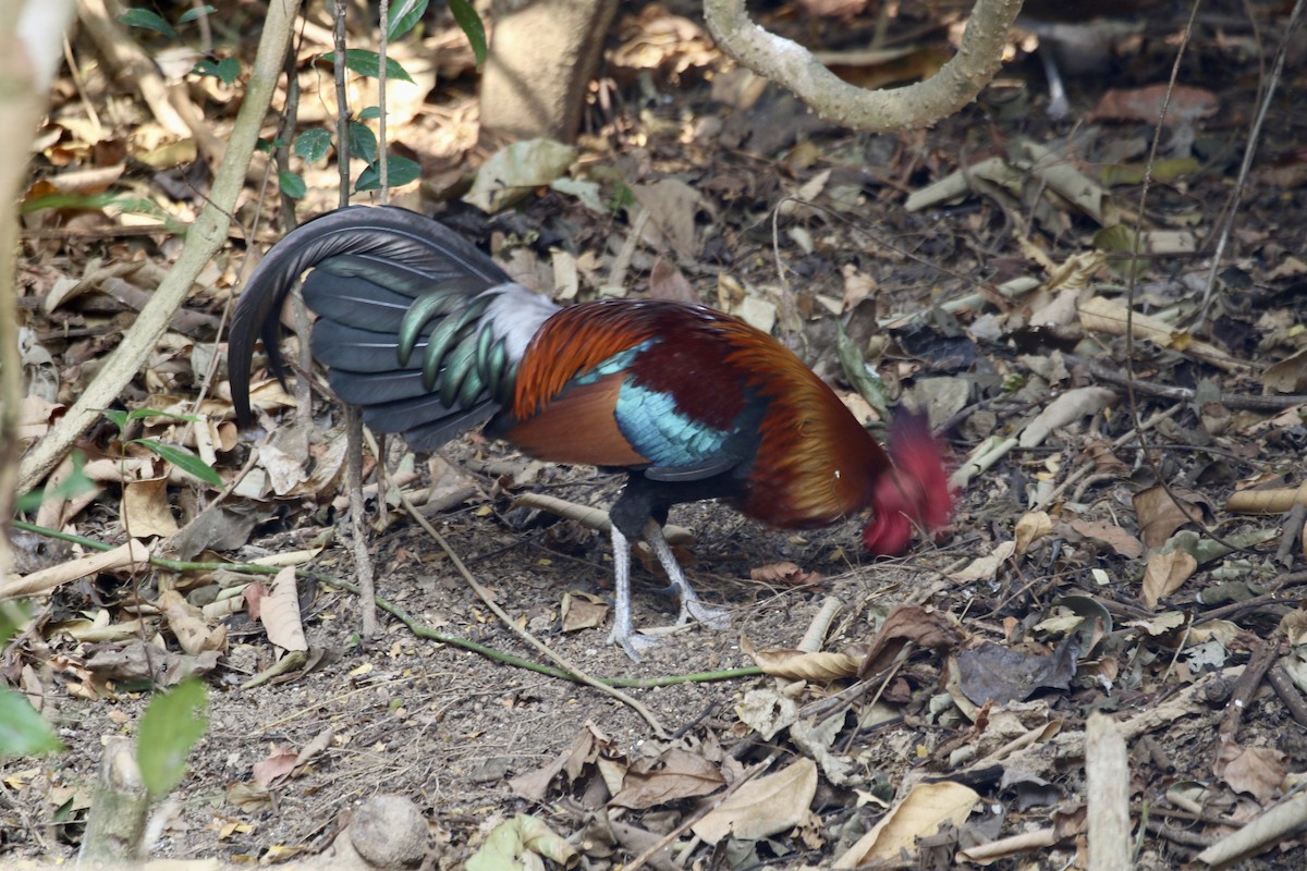 Red Junglefowl - ML636821808