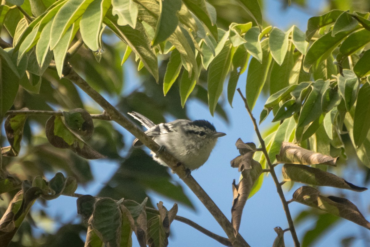 Black-capped Antwren - ML636821924